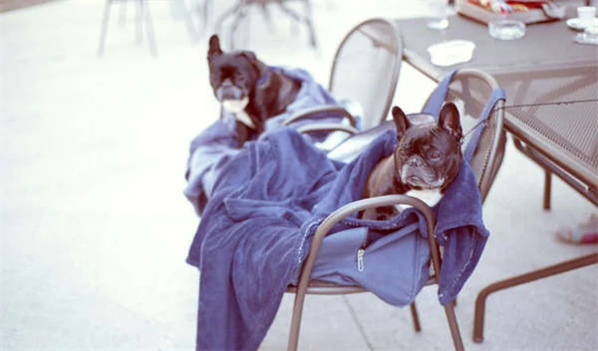 Pneumonia em Porquinhos-da-Índia: Sintomas, Tratamento e Prevenção