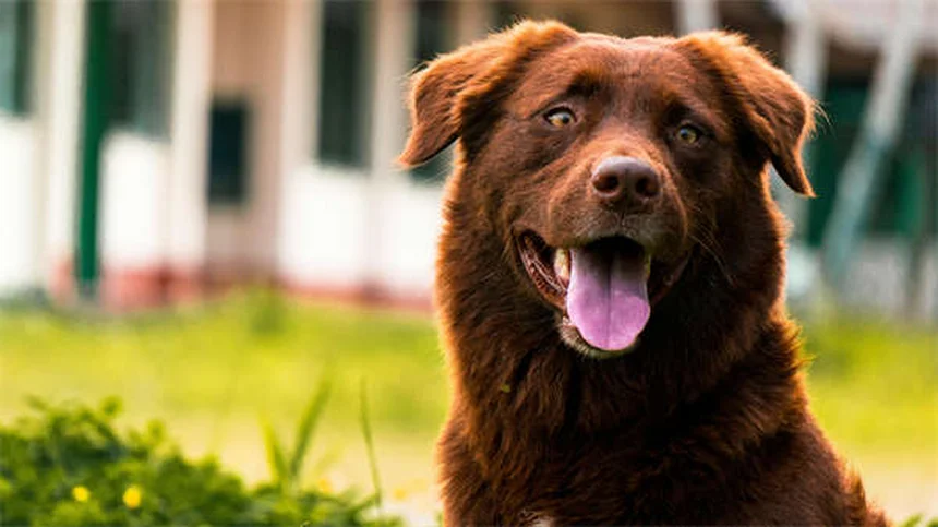 TOC em Cães: 7 Sinais que Todo Dono Precisa Conhecer