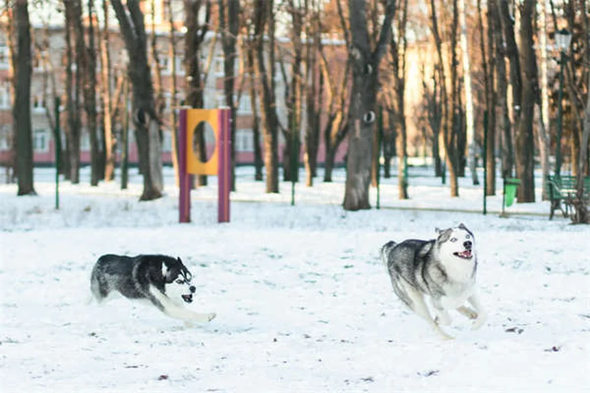 Como Ensinar Seu Cão a Nadar: Guia Completo Para Donos Portugueses